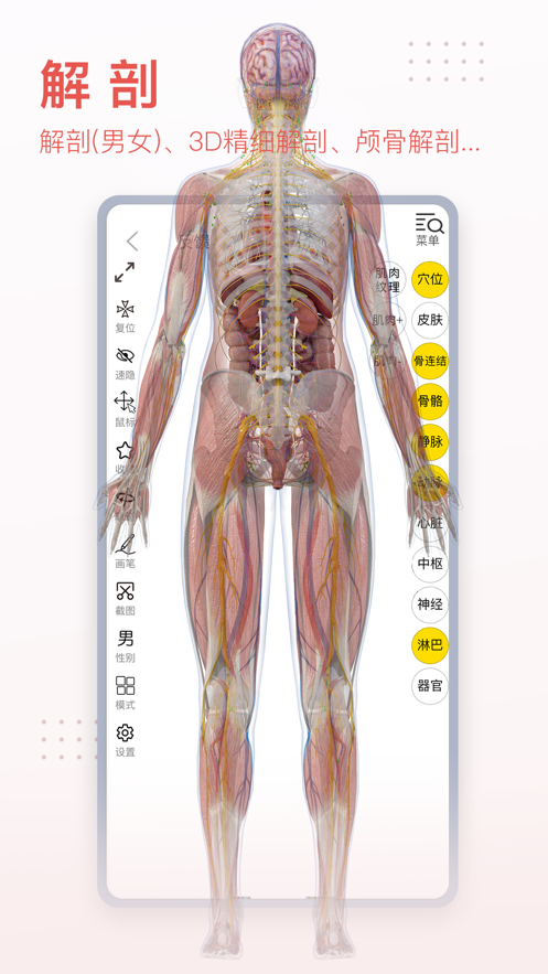 3d body解剖中文版